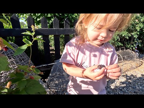 Planting Dwarf Thornless Blackberries & More Warm Season Veggies/ Flowers from Seed!