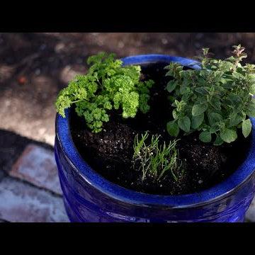 Planting Herbs in Containers for Beginners
