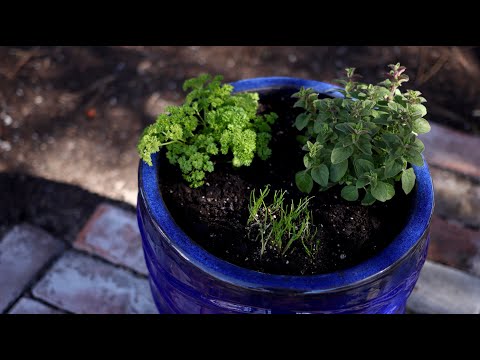 Planting Herbs in Containers for Beginners