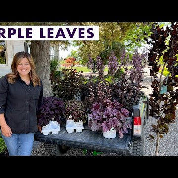 Beautiful Purple Plant Options for Your Garden!