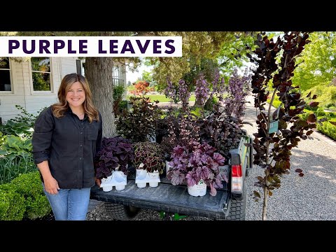 Beautiful Purple Plant Options for Your Garden!