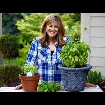 How to Prune Basil