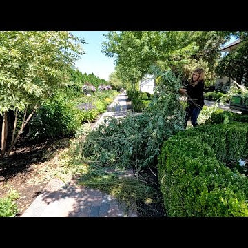 Mid-Summer Perennial Maintenance + Turning an Elderberry Shrub Into a Tree!