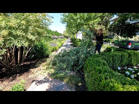 Mid-Summer Perennial Maintenance + Turning an Elderberry Shrub Into a Tree!