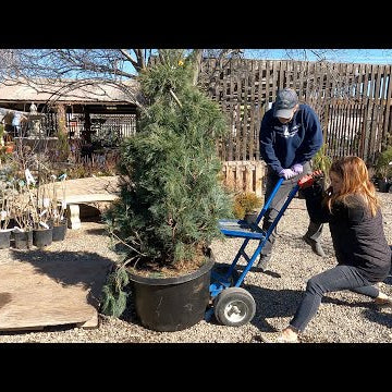 Helping Out at the Garden Center!
