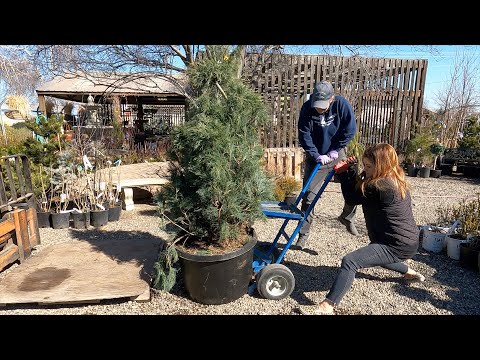 Helping Out at the Garden Center!