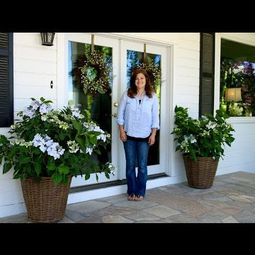 Planting a Let's Dance Diva! Reblooming Hydrangea