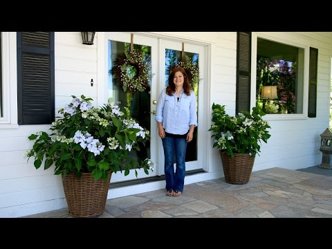 Planting a Let's Dance Diva! Reblooming Hydrangea