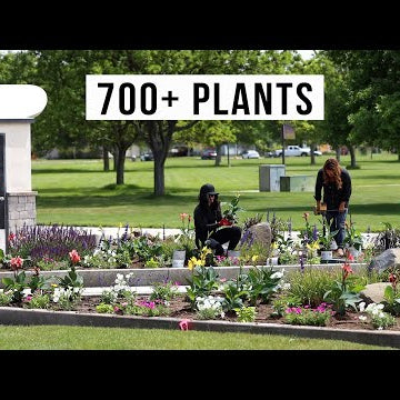 Planting Up a Large Courtyard at Our Local Community College!