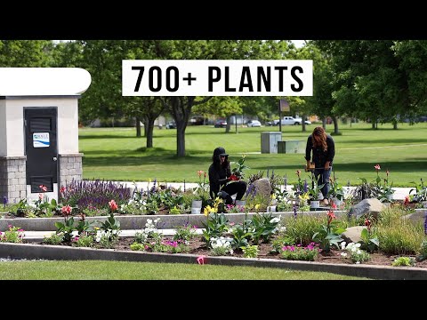 Planting Up a Large Courtyard at Our Local Community College!