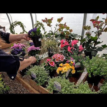 Winter Sowing Update, Eugenia Repot & Organizing the Greenhouse!