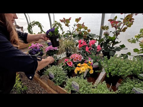 Winter Sowing Update, Eugenia Repot & Organizing the Greenhouse!