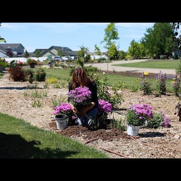 Adding Phlox, Astilbe, and Calycanthus to the Garden!