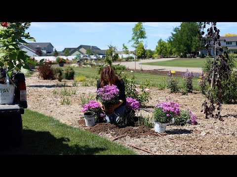 Adding Phlox, Astilbe, and Calycanthus to the Garden!