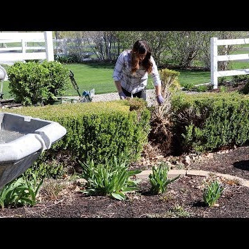 Planting Ginger, Reseeding Patchy Grass, and Fixing a Boxwood Hedge!