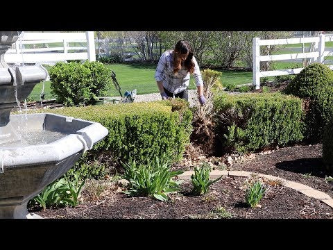 Planting Ginger, Reseeding Patchy Grass, and Fixing a Boxwood Hedge!