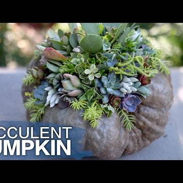 Succulent Topped Pumpkin (Or Squash)