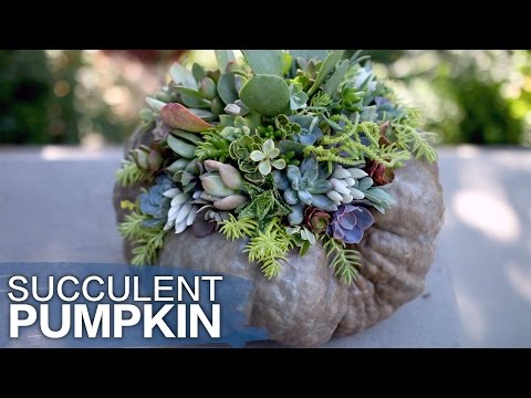 Succulent Topped Pumpkin (Or Squash)