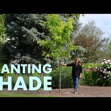 Planting Shademaster Locust Trees + Containers + Mowing the Lawn!