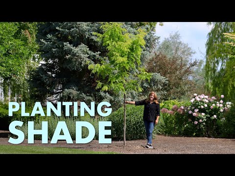 Planting Shademaster Locust Trees + Containers + Mowing the Lawn!