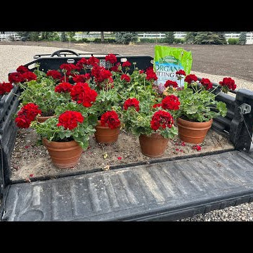 Last Chance to Trim the Boxwoods + Planting RED Flowers!