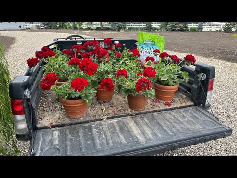 Last Chance to Trim the Boxwoods + Planting RED Flowers!