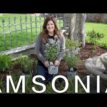 Storm Cloud Bluestar Amsonia