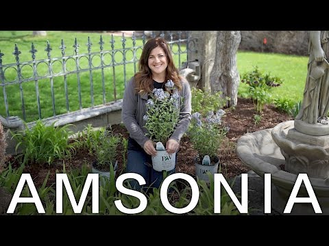 Storm Cloud Bluestar Amsonia