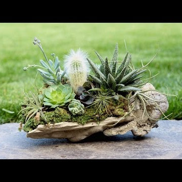 Rock Planter w/ Succulents, Air Plants & Cacti