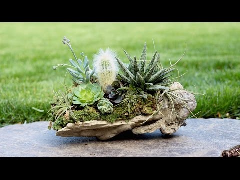 Rock Planter w/ Succulents, Air Plants & Cacti
