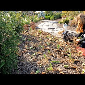 Dividing & Transplanting Iris + Baking Apple Sausage Stuffed Butternut Squash!