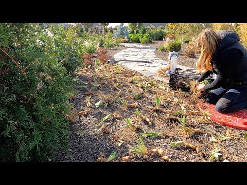 Dividing & Transplanting Iris + Baking Apple Sausage Stuffed Butternut Squash!
