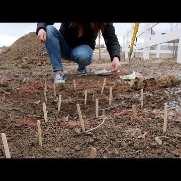 Starting a Few Early Flower Seeds!