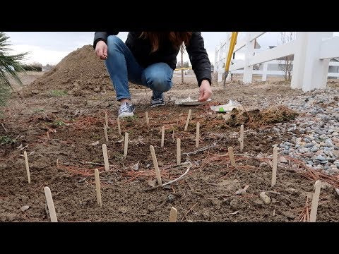 Starting a Few Early Flower Seeds!