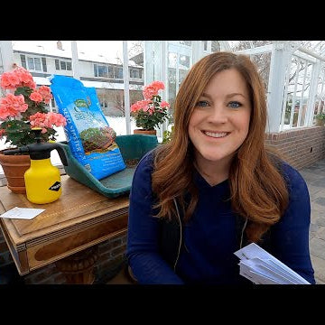 Starting Zonal Geraniums From Seed ( a GREAT Flower for Beginners!)
