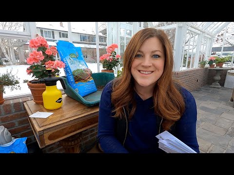 Starting Zonal Geraniums From Seed ( a GREAT Flower for Beginners!)