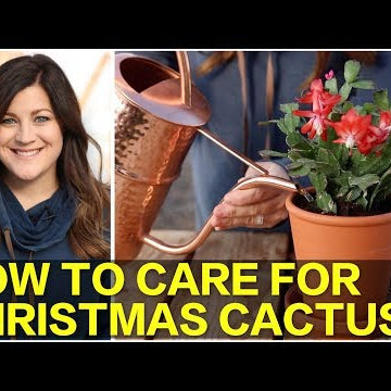 How to Care for Christmas Cactus