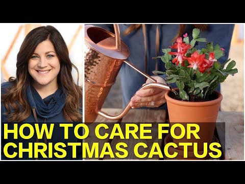 How to Care for Christmas Cactus