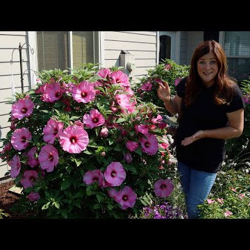 Update Tour of the Hibiscus We’ve Planted the Last Few Years!