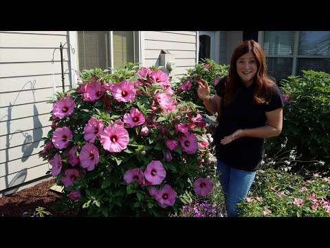Update Tour of the Hibiscus We’ve Planted the Last Few Years!