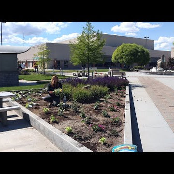 Filling Up Large Spaces with Annuals for Big Color!