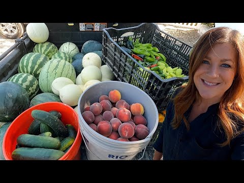 Big Late Summer Harvest!
