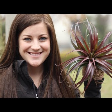 Ideas for Displaying Air Plants