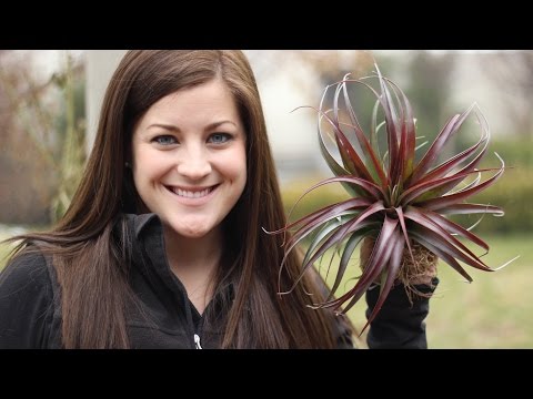 Ideas for Displaying Air Plants