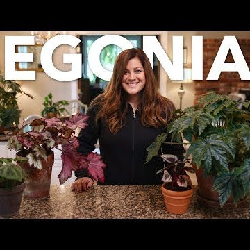 Indoor Begonia Care Guide
