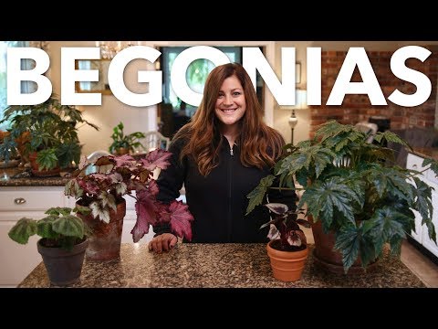 Indoor Begonia Care Guide