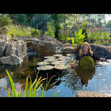 Working Around the Pond: Planting Plumbago, New Chairs & Pond Plant Maintenance!