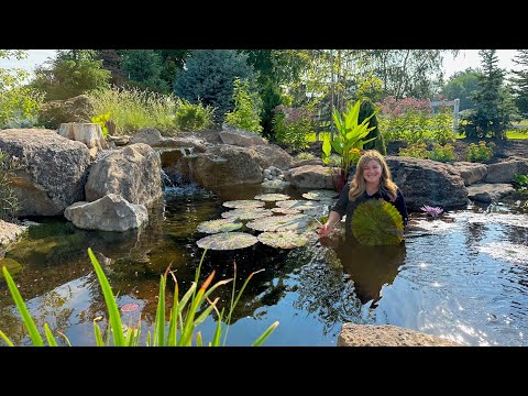 Working Around the Pond: Planting Plumbago, New Chairs & Pond Plant Maintenance!