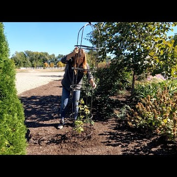 Planting Climbing Roses in Obelisks, New Pineapple Lilies & Groundcover Shrubs!