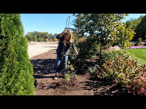 Planting Climbing Roses in Obelisks, New Pineapple Lilies & Groundcover Shrubs!